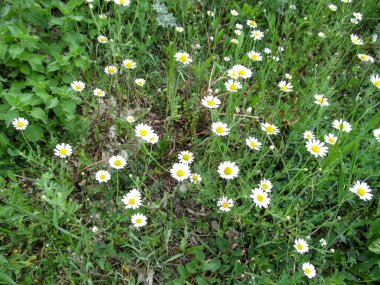 Çiçekli vahşi yaşam geçmişi. Bir sürü beyaz papatya otları çimlerde yetişiyor. Beyaz papatya çiçekli yaz otları - üst manzara