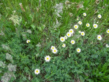 Papatyalı yabani otların doğal arka planı, dik açılı üst manzara. Papatya çiçekleri sıraya girer ve bahar veya yaz başında taze yeşil sulu çimenler çıkar.