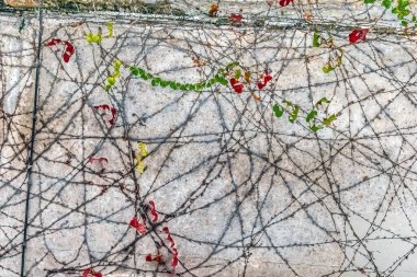 Beton duvar dokusunda kırmızı, sarı ve yeşil yapraklı sarmaşık sarmaşıklarına tırmanıyorlar. Doğal bitki deseni soyut çizgiler dizayn ediyor. Mevsimsel yapraklı minimalist mimari arka plan