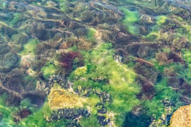 Karadağ 'ın Kotor kentindeki Boka Kotorska Koyu' nun berrak sularındaki canlı su yosunları, deniz yosunu ve midyelerin sualtı görüntüsü. Sudaki yaşam, dingin sahneye doku ve renk katar.
