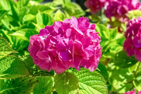 Canlı pembe Hydrangea makrophylla yakın plan, geniş, yuvarlak ve yeşil yapraklı yaprakları sergiliyor. Yaz bitkisinin güzel bir temsili.