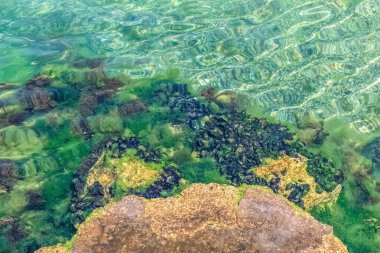 Karadağ 'ın Kotor kentindeki Boka Kotorska Körfezi' nin berrak sularında kayaların üzerinde büyüyen midye ve alglerin sualtı görüntüsü. Canlı suda yaşam renkli ve dokulu bir sahne yaratır.
