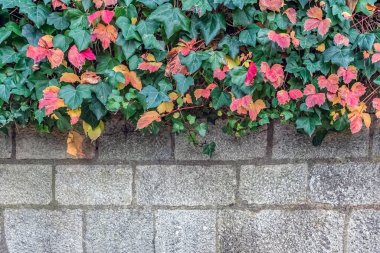 İngiliz sarmaşığı (Hedera sarmaşığı) ve canlı sonbahar renklendirmesi kırsal taştan bir duvarın üzerine dökülüyor. Koyu yeşil ve kırmızımsı turuncu yapraklar doğanın tarihi mimariyle buluştuğu mevsimsel bir görüntü oluşturuyor.