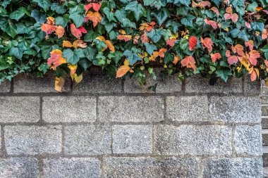 İspanya 'nın Girona kentindeki eski bir taş duvarın üzerinden çağlayan canlı kırmızı ve yeşil yapraklı sonbahar sarmaşığı. Yıpranmış gri duvarcılık ve renkli yeşillik arasındaki zıtlık doğa ve mimari fotoğrafçılık için mükemmel mevsimsel bir manzara yaratır.