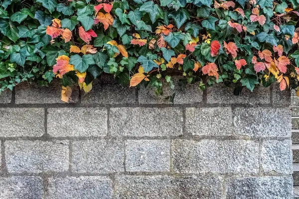 İspanya 'nın Girona kentindeki eski bir taş duvarın üzerinden çağlayan canlı kırmızı ve yeşil yapraklı sonbahar sarmaşığı. Yıpranmış gri duvarcılık ve renkli yeşillik arasındaki zıtlık doğa ve mimari fotoğrafçılık için mükemmel mevsimsel bir manzara yaratır.