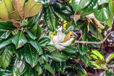 Ağacın kalın, parlak yeşil yaprakları arasında gizlenmiş bir Magnolia görkemli çiçeği. Beyaz yapraklar ve merkez koniler kısmen görülebilir, doğal ortamdaki yemyeşil yapraklarla çevrili.