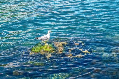 Karadağ 'ın Kotor Körfezi' nin berrak mavi sularında yosun kaplı bir kayanın üzerine tünemiş bir martı. Kuş sakin denize bakıyor, huzurlu bir sahil manzarası yaratıyor.