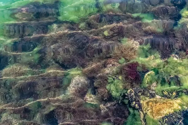 Karadağ 'ın Kotor kentindeki Boka Kotorska Koyu' nun berrak sularında su altı su yosunu, deniz yosunu ve kaya midye manzarası. Doğal suda yaşam, dingin ve canlı bir sahne yaratır.