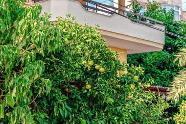 Olgun narenciye meyveleri taşıyan yemyeşil bir ağaç Türkiye 'nin Alanya kentindeki bir yerleşim yerinin yanında yetişiyor. Parlak meyve ve canlı yapraklar ferahlatıcı ve tropikal bir atmosfer yaratır.