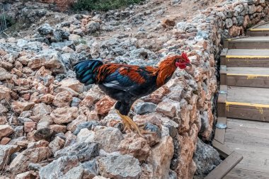 Türkiye 'nin Alanya Şatosu' ndaki bir merdivenin yanındaki kayalık arazide canlı horoz duruyor. Kuşun renkli tüyleri engebeli, tarihi çevreye karşı duruyor.