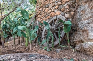 Türkiye 'nin Alanya kentindeki Opuntia dikenli armut kaktüsleriyle çevrili eski ahşap araba tekerlekleri taş bir duvara yaslanıyor. Kır manzarası doğa ve tarihin bir karışımını vurgular.