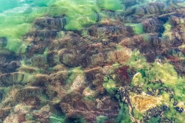 Karadağ 'ın Kotor kentindeki Boka Kotorska Koyu' nun berrak sularında kayalar üzerinde büyüyen deniz yosunu, yosun ve midye suları. Canlı su sahnesi zengin deniz yaşamını gözler önüne seriyor