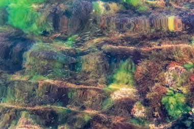 Karadağ 'ın Kotor kentindeki Boka Kotorska Koyu' nun berrak sularında yosun ve yosun içinde yüzen küçük balıkların sualtı görüntüsü. Canlı deniz yaşamı renkli bir su manzarası yaratır.