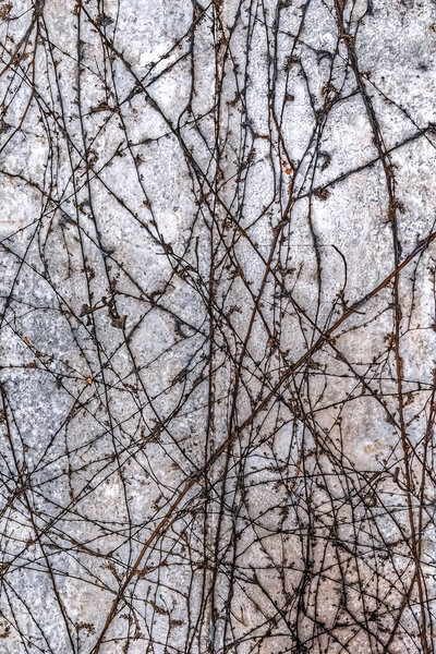Dry vines creating an intricate pattern on a textured concrete wall. Natural abstract background with earthy tones and organic lines