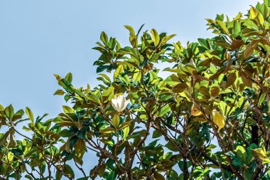 Karadağ 'ın Kotor kentinde tek bir beyaz çiçek açan manolya ağacı. Güneşli bir günde doğanın ve yeşilliğin güzelliğini yakalıyorum.