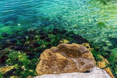 Karadağ 'ın Kotor kentindeki Boka Kotorska Koyu' nun berrak sularında, kıyı şeridi yakınlarındaki kayalarda büyüyen algler ve midyeler ortaya çıktı. Su yaşamının canlı yeşil renkleri dingin bir manzara yaratır.