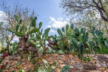 Türkiye 'nin Alanya kentindeki açık mavi gökyüzünün altında taştan bir duvar boyunca büyüyen Opuntia dikenli armut kaktüsünün canlı bir gösterisi. Yeşillik, renkli çiçekler ve engebeli taş işçiliğiyle çelişiyor.