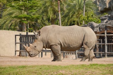 Gergedan, omurgası olan hayvanların soyundan gelen bir hayvandır. Rhinocerotidae familyasından memeli sınıfından garip bir tür. Gergedanlar büyük hayvanlar olarak kabul edilir..