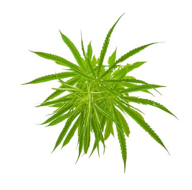 Marihuana Tayland 'da uyuşturucu bağımlılığının kilidini açıyor.