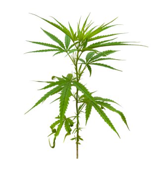 Marihuana Tayland 'da uyuşturucu bağımlılığının kilidini açıyor.