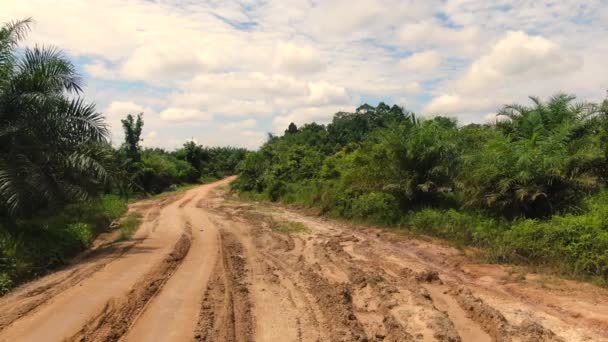 Endonezya Daki Palmiye Yağı Tarlalarında Yollar Ulaşım — Stok video