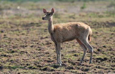 Javan rusa buzağı, Rusa timorensis Baluran Ulusal Parkı, Doğu Java, Endonezya