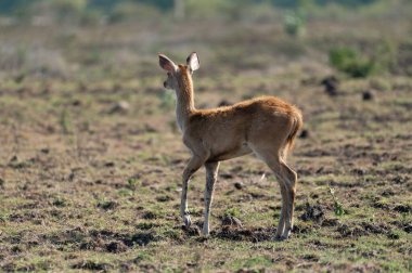 Bir grup Javan rusa. Rusa timorensis Baluran Ulusal Parkı, Doğu Java, Endonezya