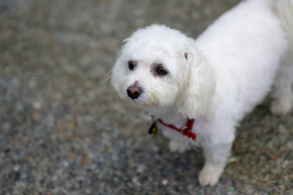 Adorável Pequeno Cão Havanese Branco Olhando Para Câmera Como Ele — Fotografia de Stock