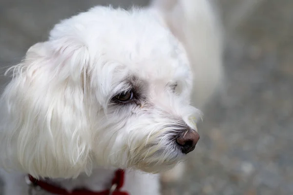 Close Retrato Adorável Pequeno Cão Havanese Branco Olhando Para Cima — Fotografia de Stock