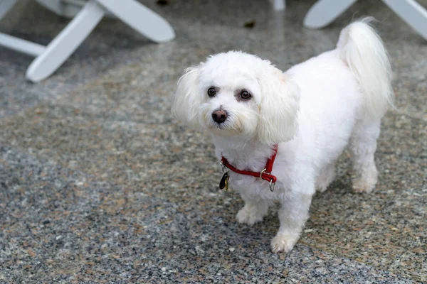 Liebenswerter Kleiner Weißer Kubanischer Hund Der Die Kamera Schaut Wie — Stockfoto