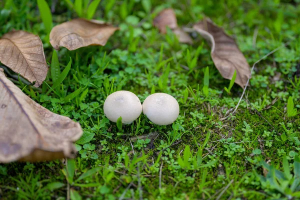 Due Funghi Piedi Soli Nell Erba Profonda Vista Dall Alto — Foto Stock
