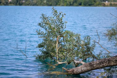Sel sonrası ağaç ya da göldeki çevre felaketi