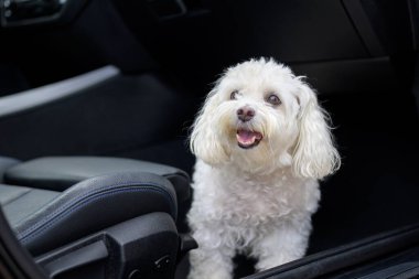 Arabada oturup arabanın ayrılmasını bekleyen mutlu bir köpek yavrusunun yakın çekimi.