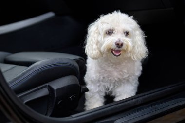 Arabada oturup arabanın ayrılmasını bekleyen mutlu bir köpek yavrusunun yakın çekimi.