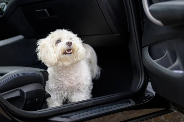 Happy Puppy Sits Car Waits Starts — Stock Photo, Image
