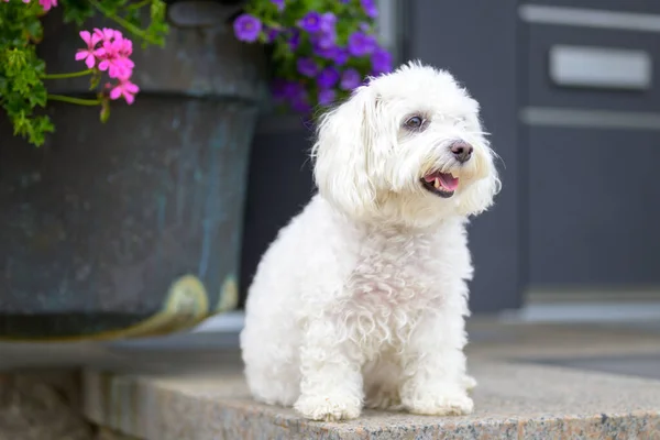 Happy Puppy Looks Right Side While Sitting Front His House — Stock Photo, Image
