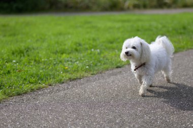 Küçük, tüylü, kırmızı yakalı beyaz bir köpek, yeşil çimlerle çevrili asfalt bir yolda yürürken orta adımda yakalanır..
