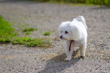 Kırmızı bir koşum takımı giyen kıvırcık tüylü küçük beyaz bir köpek yeşil çimen parçalarıyla çevrili bir çakıl yolunda yürüyor..