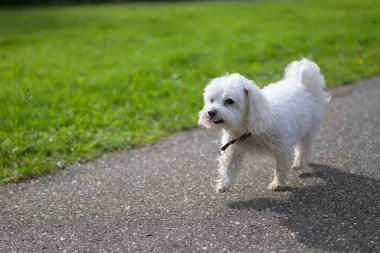 Kırmızı yakalı, küçük, beyaz, tüylü bir köpek kaldırımlı bir yolda yürürken görülüyor, arka planda çimenli bir alan var..