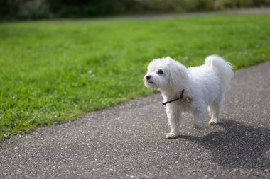 Kırmızı yakalı, küçük, beyaz, tüylü bir köpek yeşil çimlerle çevrili asfalt bir yolda dikiliyor..