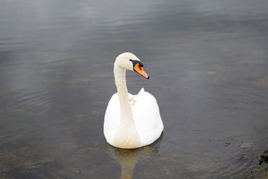 Tek bir kuğu, kıyıya yakın temiz ve sığ sularda huzur içinde yüzer..