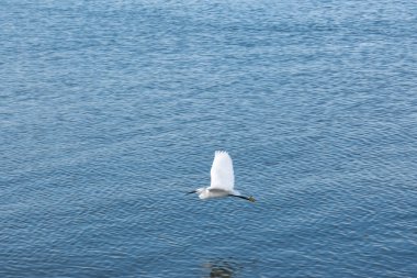 Zarif balıkçıl, derin mavi gökyüzüne karşı el değmemiş beyaz bir siluet, sakin suların üzerinde zahmetsizce süzülür.