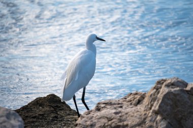 Uzun bacaklı yalnız balıkçıl, kayalık bir çıkıntının üzerinde dimdik duruyor, el değmemiş beyaz tüyleri, koyu, dokulu taşa karşı keskin bir şekilde zıt düşüyor.