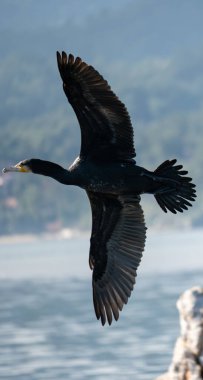 cormorant, a dark silhouette against the sky, cuts through the air with effortless grace clipart