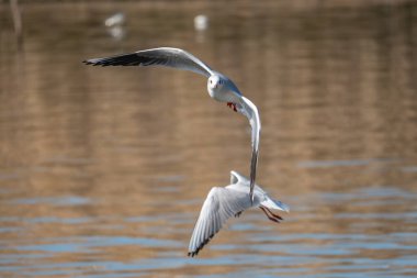 İki martı zarif bir hava balesine katılır. Kanatları mükemmel bir senkronizasyonla açılır. Kuşların siluetleri yumuşak ve sessiz arka planda duruyor.
