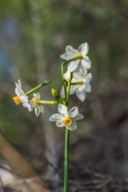Narin çiçekler, Narcissus gökyüzünden düşen yıldızlar gibi, güneş ışığında dans ediyorlar, beyaz yaprakları yeşil manzaranın ortasında bir umut ışığı gibi.