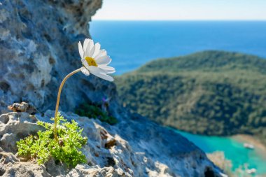 Denize bakan bir uçurumda açan yalnız çiçek. Kayalık bir uçurumda büyüyen% 0AA beyaz çiçek.