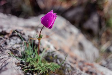 Kayadaki bir çatlaktan açan mor çiçek. Çiçeğin narin taç yaprakları, parlak mor renkleri, kayanın pürüzlü dokusuyla güzel bir tezat oluşturuyor.