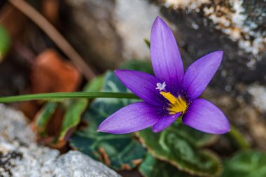 vibrant purple flower blooming amidst a rocky landscape clipart