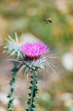 vibrant purple thistle flower with a busy bee collecting nectar clipart